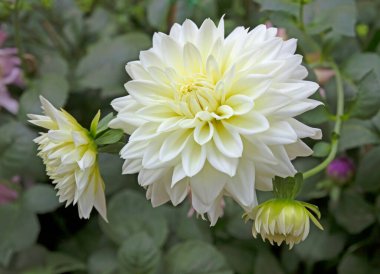 Sonbahar bahçesinde beyaz yıldız çiçeği. Beyaz yıldız çiçekleri