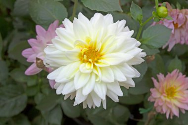 Çiçek bahçesinde beyaz yıldız çiçekleri