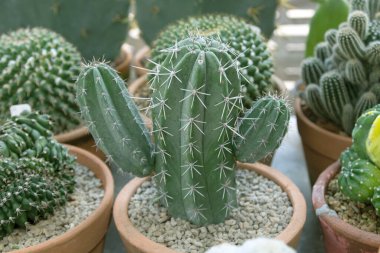 Çiçek saksılarında güzel kaktüsler