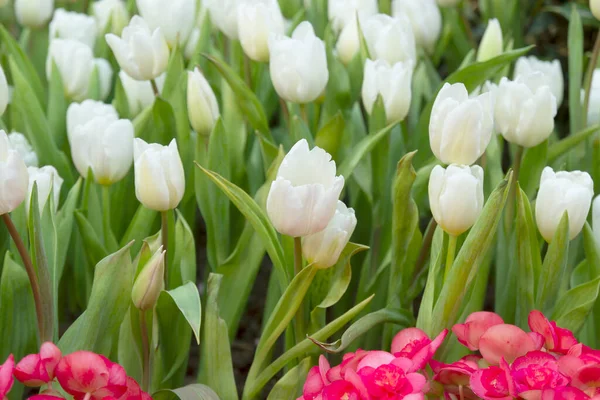 Tulipani Giardino Fiorito Primavera — Foto Stock