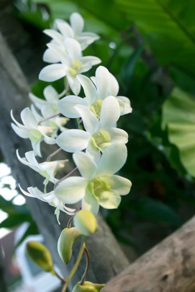 Krásné Bílé Orchideje Květiny Zahradě — Stock fotografie