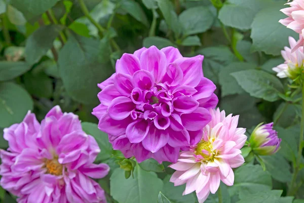 Piękny Kwiat Dahlii Ogrodzie Botanicznym Lecie — Zdjęcie stockowe