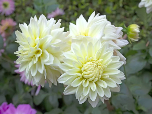 Floraison Fleur Dahlia Blanche Dans Jardin — Photo