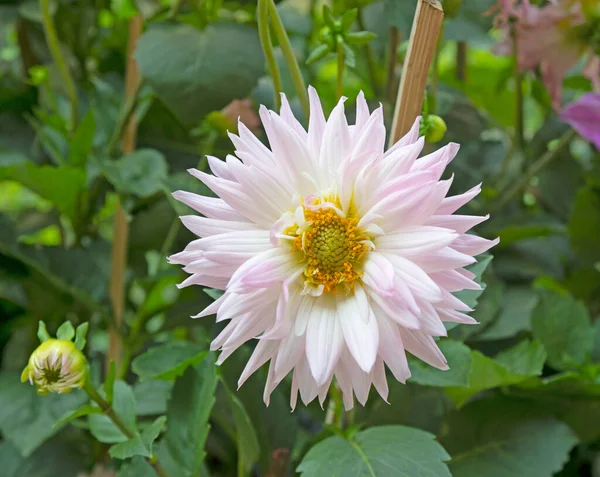 Kwitnący Biały Kwiat Dahlii Ogrodzie — Zdjęcie stockowe