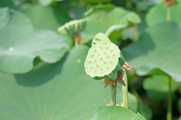 Lotus Zaad Blad Van Lotus Bloem Groene Achtergrond — Stockfoto