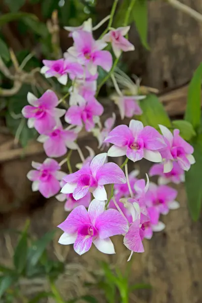 Vakre Orkideen Blomster Hagen – stockfoto