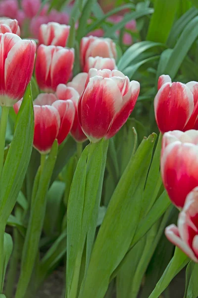 Primavera Florecimiento Tulipán Fluye Flor Escena — Foto de Stock