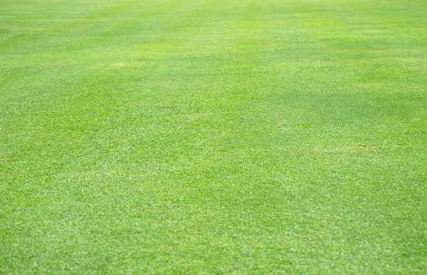 緑の草の背景の質感 緑の芝生のテクスチャの背景 — ストック写真