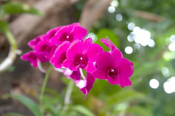 Paarse Orchideeën Die Tuin Bloeien — Stockfoto