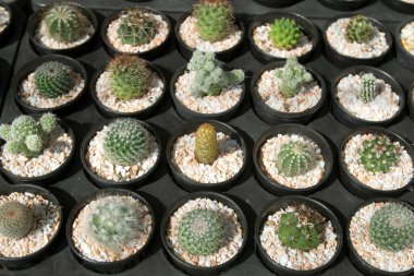 Üst Manzara Birçok kaktüs ağacı sıraya dizilmiştir.