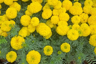 Bahçedeki kadife çiçekleri