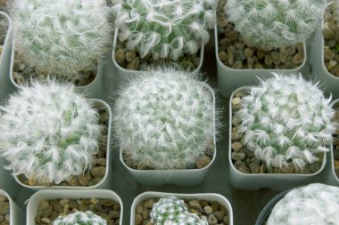 Bahçedeki saksılarda kaktüs bitkileri..