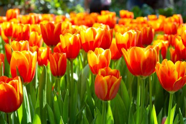 Lale tarlasında güzel kırmızı ya da turuncu lale