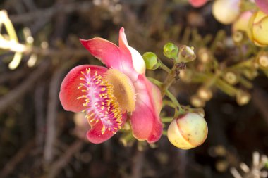 Sala çiçekleri, Lord Buddha 'nın bu ağacın altında aydınlattığı Sala ağacının çiçekleridir..