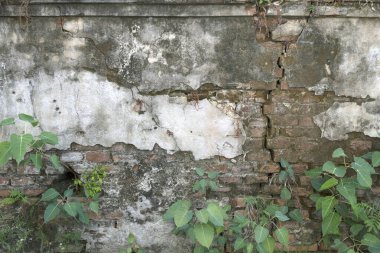 Eski beton duvarın küçük yeşil bir ağacı var..