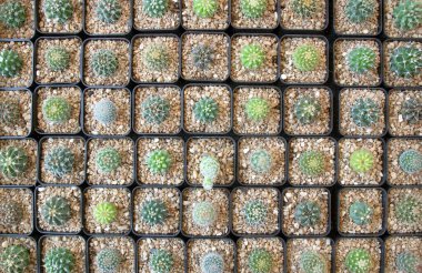 Üstten bakınca plastik kaplarda küçük kaktüsler, ev bitkilerinde kaktüs koleksiyonu.