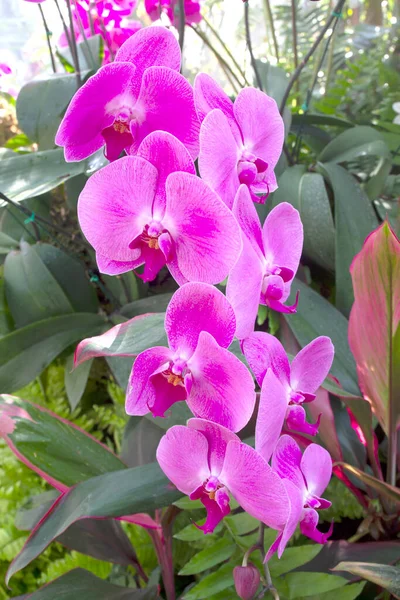 Flor Orquídea Jardín Invierno Día Primavera —  Fotos de Stock