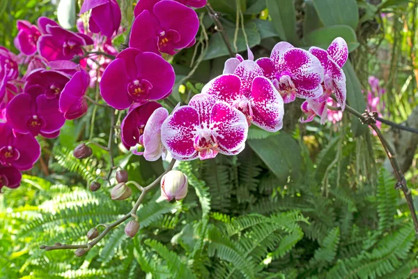 Mooie Orchideeën Tuin — Stockfoto