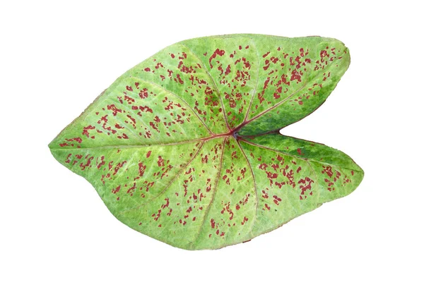 Fehér Alapon Izolált Caladium Bicolor Vágási Útvonallal — Stock Fotó