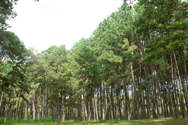 Green Field Pine Forests Northern Thailand — ストック写真