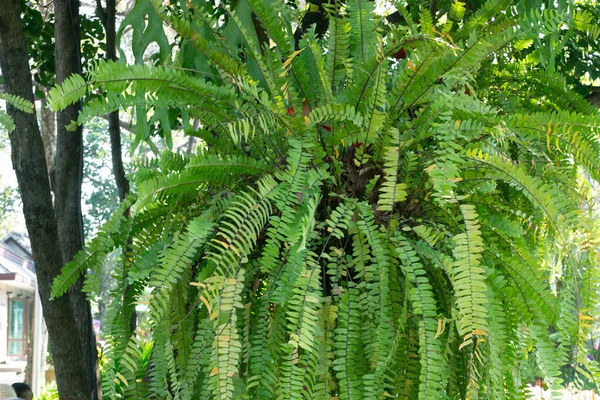 Felce Nephrolepis Appendere Albero Con Sfondo Natura — Foto Stock