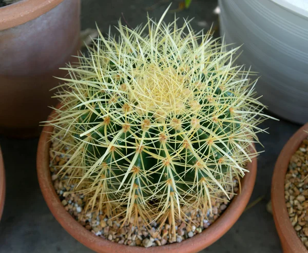 Cactus Enano Una Olla Pequeña — Foto de Stock
