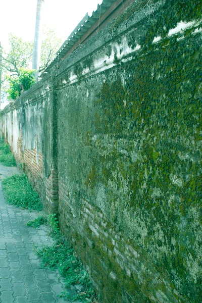 Die Alte Mauer Hat Moos Der Wand — Stockfoto
