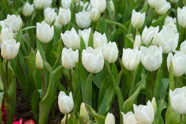 Białe Tulipany Pięknie Kwitną Sezonie — Zdjęcie stockowe