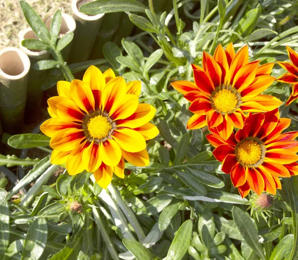 Gazánia Vagy Kincs Virág Teljes Virágban — Stock Fotó
