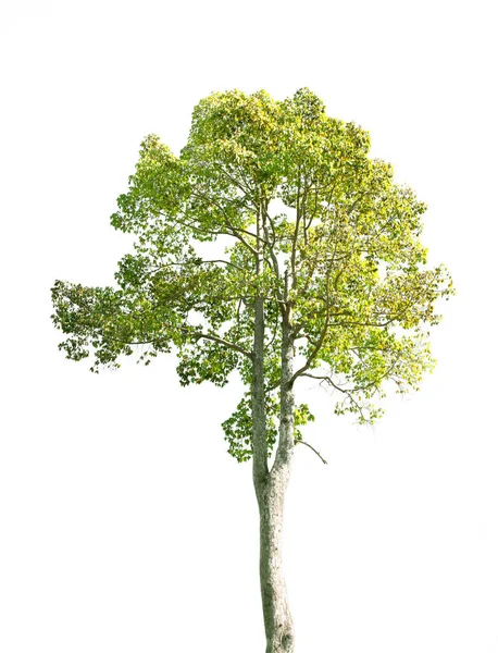 Дерево Изолировано Белом Фоне Высоким Разрешением — стоковое фото