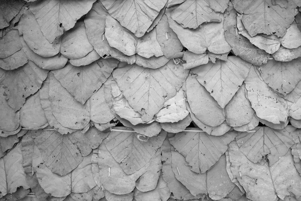 Background Image Dry Leaf Roof — Stock Photo, Image