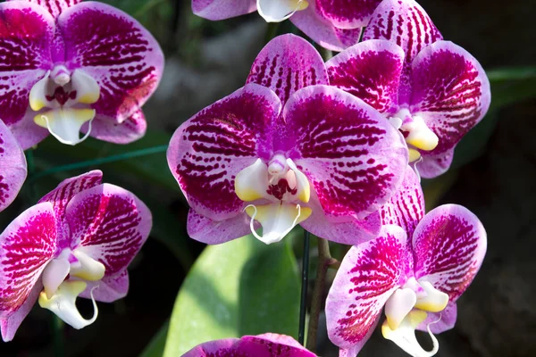 Hermosas Orquídeas Jardín Flores —  Fotos de Stock