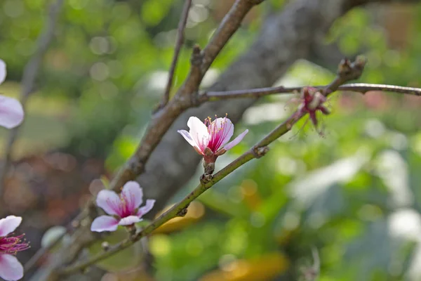 Praya Sua Flores Sobre Fondo Verde Borroso — Foto de Stock