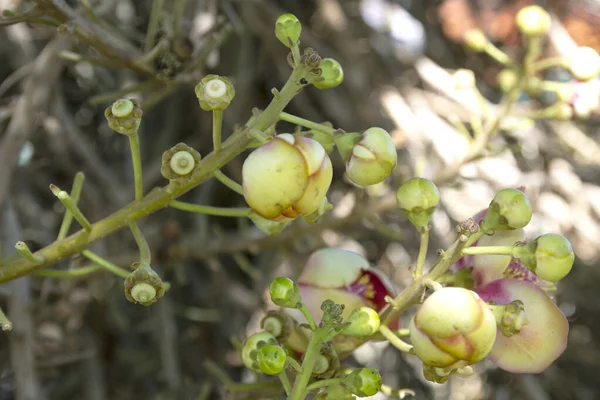 Salabloemen Zijn Bloemen Van Salaboom Die Heer Boeddha Verlicht Onder — Stockfoto