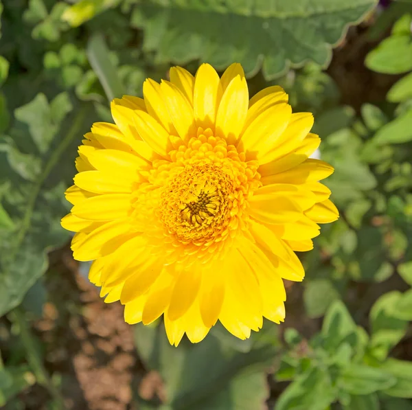 Желтые Цветы Герберы Зеленом Фоне — стоковое фото