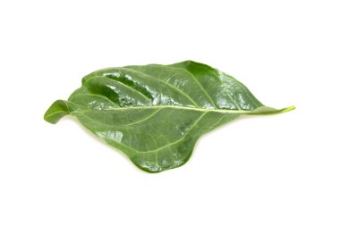 beyaz arkaplanda yeşil yapraklar izole