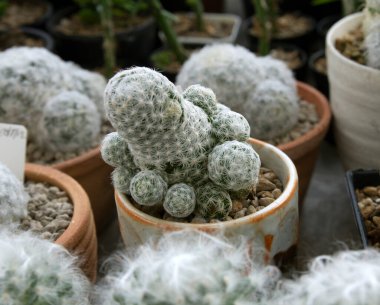 Küçük bir tencerede cüce kaktüs