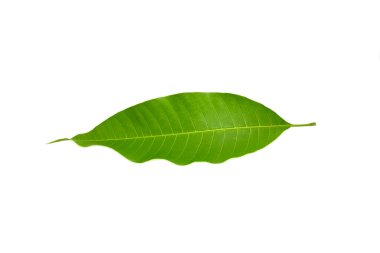 Mango izole üzerinde beyaz arka plan bırakır