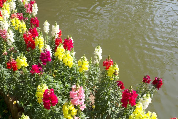 Snapdragon Flowers Blooming Garden — Stock Photo, Image