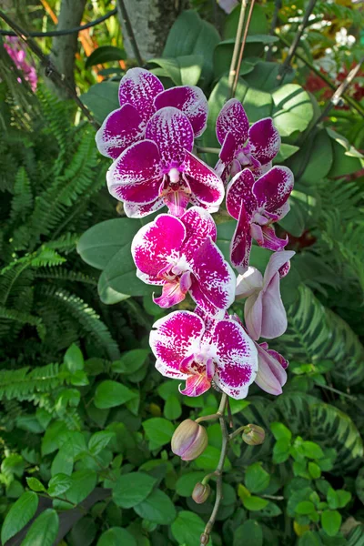 Beautiful Purple Phalaenopsis Orchid Flower Garden — Stock fotografie