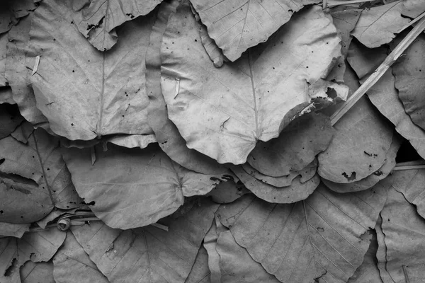 Dry Leaves Used Make Roof Black White Images — 스톡 사진