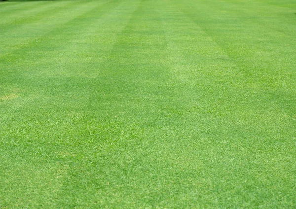 庭の緑の芝生 芝生のパターンのテクスチャの背景 — ストック写真