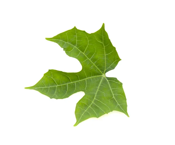 Green Leaf White Background — Stock Photo, Image