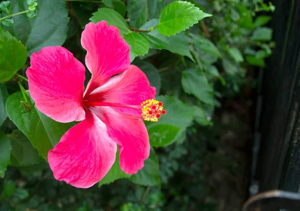 Hibiscus Blomma Grön Bakgrund Den Tropiska Trädgården — Stockfoto