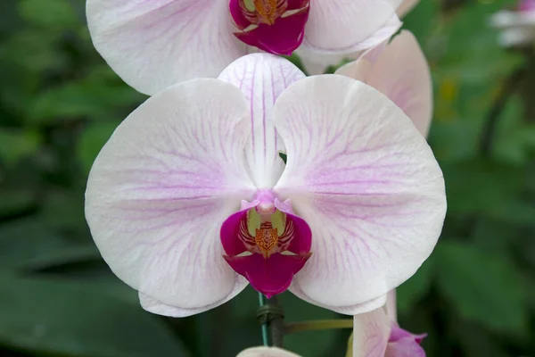 Hermosas Flores Orquídea Blanca Jardín Flores —  Fotos de Stock