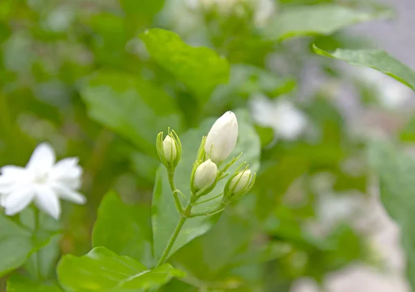 Beautiful Blossoming Jasmine Tree — Stock fotografie