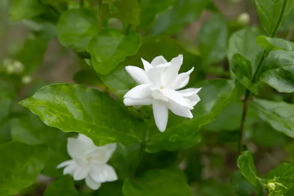 White Jasmine Tree — Stock fotografie