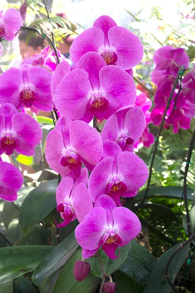 Beautiful Gentle Flowers Phalaenopsis Orchids Garden — Stock fotografie