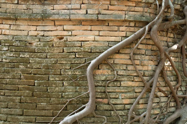 Old Brick Wall Banyan Roots — Fotografia de Stock