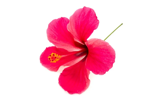 Beyaz Arka Plan Üzerinde Izole Güzel Hibiscus Çiçek — Stok fotoğraf